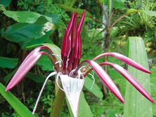 Belize - Blumen
